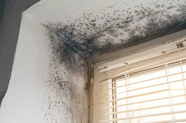 Affordable Basement Mold Remediation solutions in Cliffwood, NJ